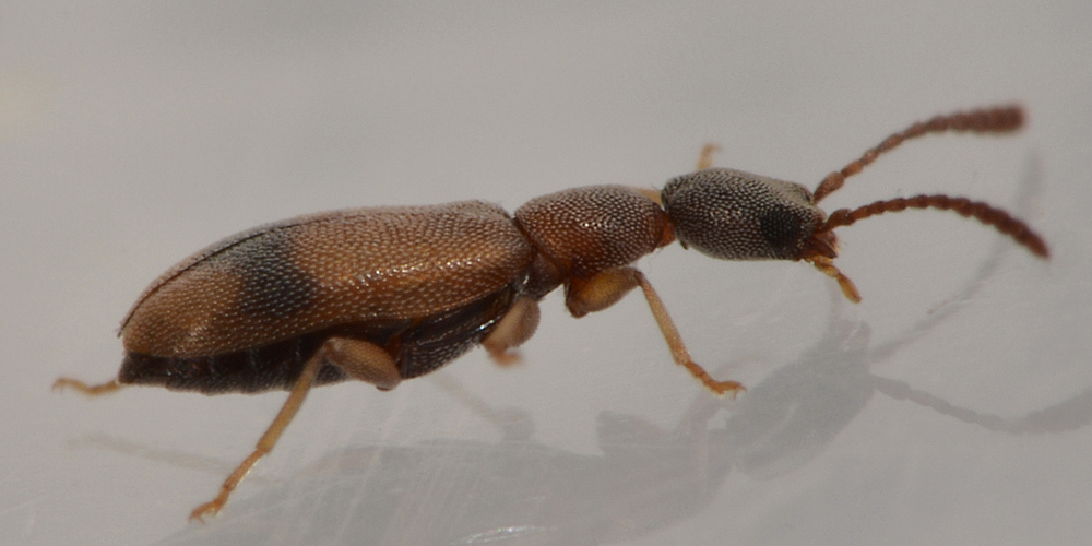 Anthicidae:  Endomia unifasciata